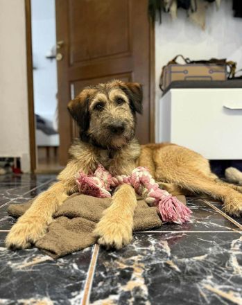 Murphy möchte sein weiches, liebevolles Wesen zeigen