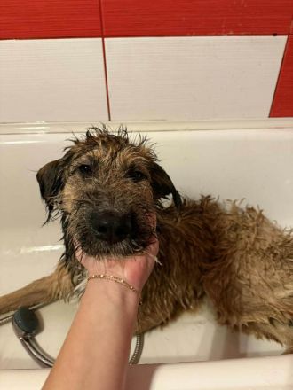 Murphy möchte sein weiches, liebevolles Wesen zeigen