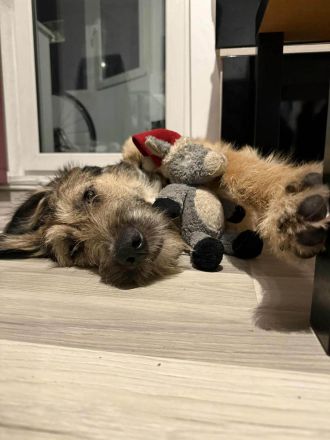 Murphy möchte sein weiches, liebevolles Wesen zeigen