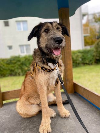 Murphy möchte sein weiches, liebevolles Wesen zeigen