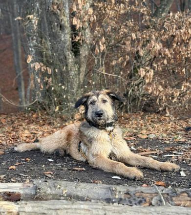 Murphy möchte sein weiches, liebevolles Wesen zeigen