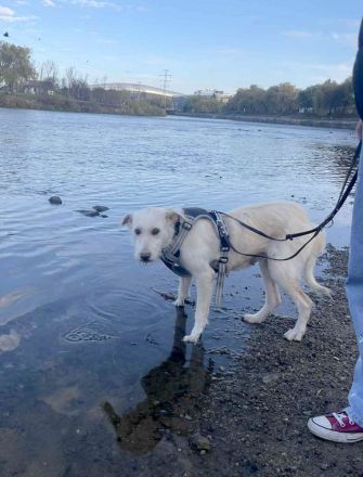 Solis sucht ein verständnisvolles Zuhause