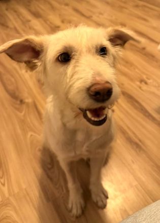 Solis sucht ein verständnisvolles Zuhause