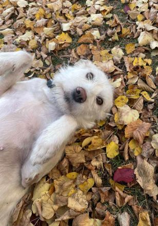 Solis sucht ein verständnisvolles Zuhause