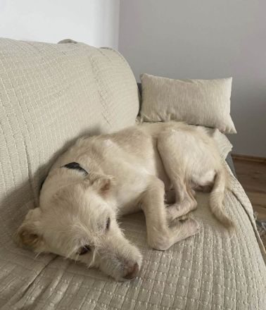 Solis sucht ein verständnisvolles Zuhause