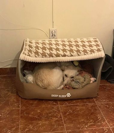 Solis sucht ein verständnisvolles Zuhause