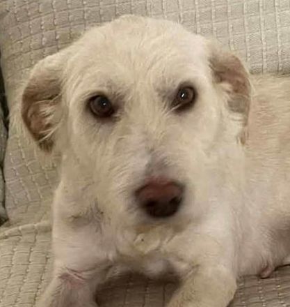 Solis sucht ein verständnisvolles Zuhause