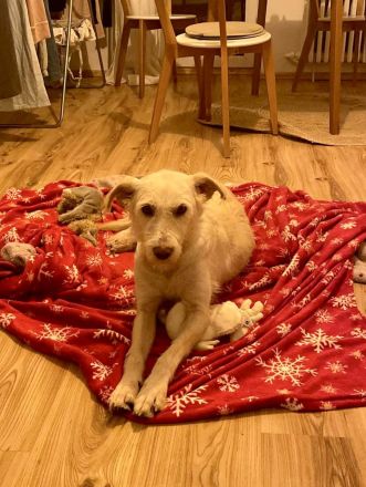 Solis sucht ein verständnisvolles Zuhause