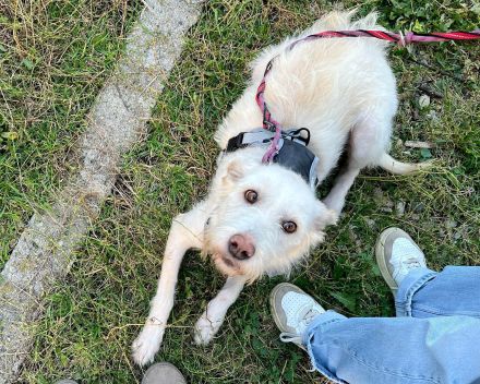 Solis sucht ein verständnisvolles Zuhause