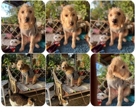 Anni - freundliches Wuschelmädchen