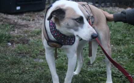 Fröhliche junge Betsy sucht Zuhause