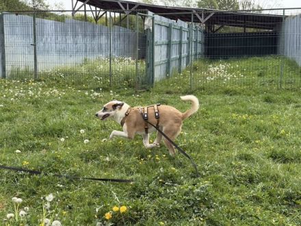 Fröhliche junge Betsy sucht Zuhause