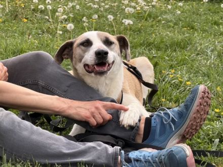 Fröhliche junge Betsy sucht Zuhause