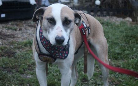 Fröhliche junge Betsy sucht Zuhause