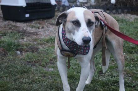 Fröhliche junge Betsy sucht Zuhause