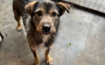 Schlappöhrchen Scott sucht Zuhause