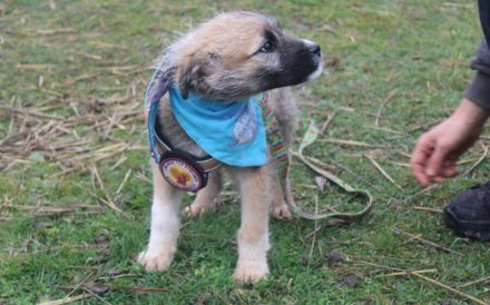 Teddybär Marco sucht Familienanschluss