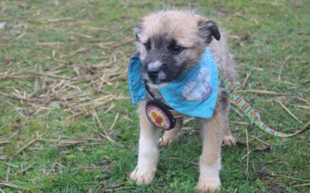 Teddybär Marco sucht Familienanschluss