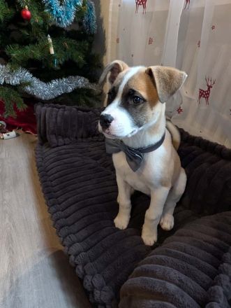 Kleines Wunder sucht sein Für-Immer-Zuhause – Pumpkin wartet auf dich!