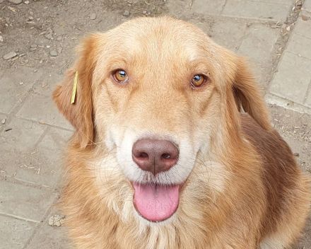 Cesar, goldiger Einzelprinz, der das Hundeeinmaleins noch lernen muss, 1,5 Jahre, 45 cm