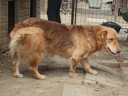 Cesar, goldiger Einzelprinz, der das Hundeeinmaleins noch lernen muss, 1,5 Jahre, 45 cm