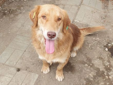 Cesar, goldiger Einzelprinz, der das Hundeeinmaleins noch lernen muss, 1,5 Jahre, 45 cm
