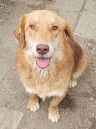 Cesar, goldiger Einzelprinz, der das Hundeeinmaleins noch lernen muss, 1,5 Jahre, 45 cm