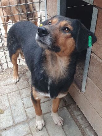 Chris, freundlicher, defensiver Rüde sucht liebevolles, geduldiges Zuhause, 2 Jahre, 45 cm