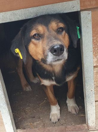 Chris, freundlicher, defensiver Rüde sucht liebevolles, geduldiges Zuhause, 2 Jahre, 45 cm