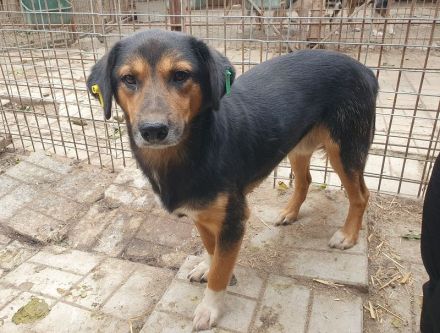 Chris, freundlicher, defensiver Rüde sucht liebevolles, geduldiges Zuhause, 2 Jahre, 45 cm