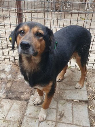 Chris, freundlicher, defensiver Rüde sucht liebevolles, geduldiges Zuhause, 2 Jahre, 45 cm