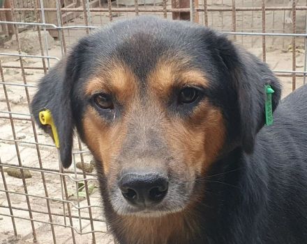 Chris, freundlicher, defensiver Rüde sucht liebevolles, geduldiges Zuhause, 2 Jahre, 45 cm