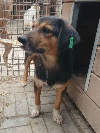 Chris, freundlicher, defensiver Rüde sucht liebevolles, geduldiges Zuhause, 2 Jahre, 45 cm