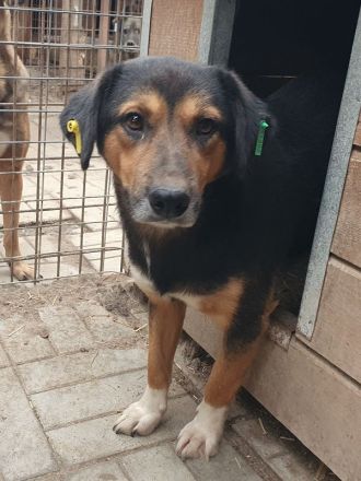 Chris, freundlicher, defensiver Rüde sucht liebevolles, geduldiges Zuhause, 2 Jahre, 45 cm