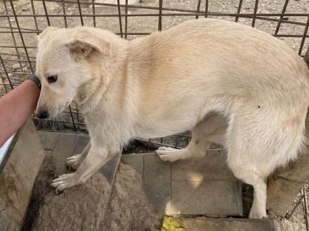 Ella, hübsche Hundedame  sucht ein einfühlsames Zuhause, 3-4J, 49 cm