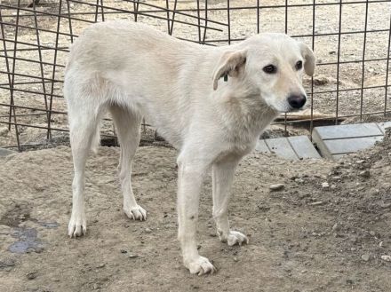 Ella, hübsche Hundedame  sucht ein einfühlsames Zuhause, 3-4J, 49 cm