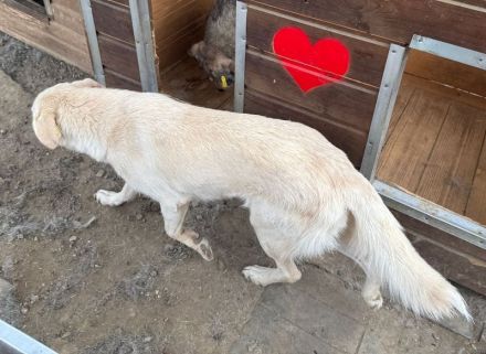 Ella, hübsche Hundedame  sucht ein einfühlsames Zuhause, 3-4J, 49 cm