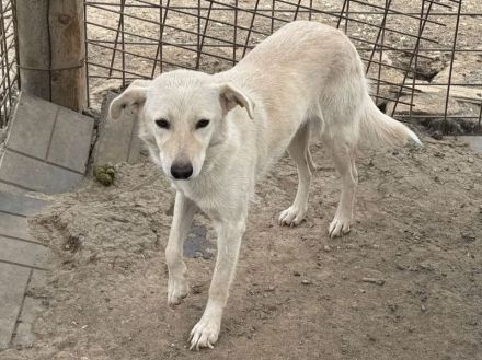 Ella, hübsche Hundedame  sucht ein einfühlsames Zuhause, 3-4J, 49 cm