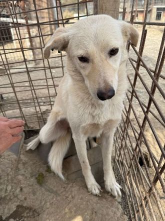 Ella, hübsche Hundedame  sucht ein einfühlsames Zuhause, 3-4J, 49 cm