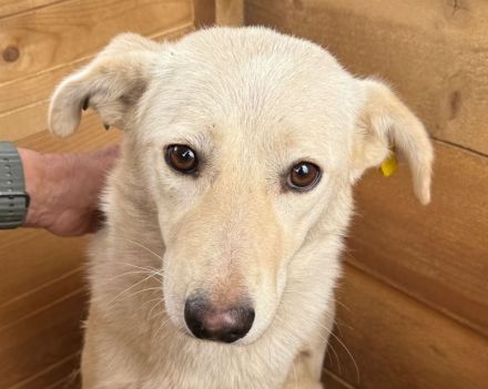 Ella, hübsche Hundedame  sucht ein einfühlsames Zuhause, 3-4J, 49 cm