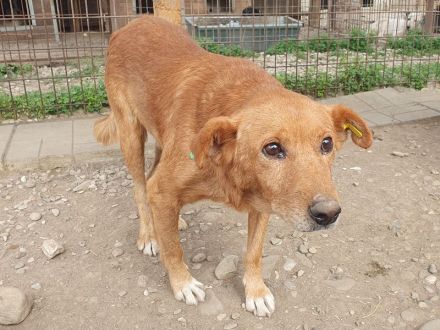 Oskar, lieber Rüde, der im Tierheim stark abbaut und ein neues sicheres Zuhause sucht, 5 J, 52 cm