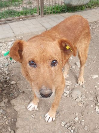 Oskar, lieber Rüde, der im Tierheim stark abbaut und ein neues sicheres Zuhause sucht, 5 J, 52 cm