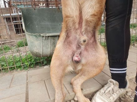 Oskar, lieber Rüde, der im Tierheim stark abbaut und ein neues sicheres Zuhause sucht, 5 J, 52 cm