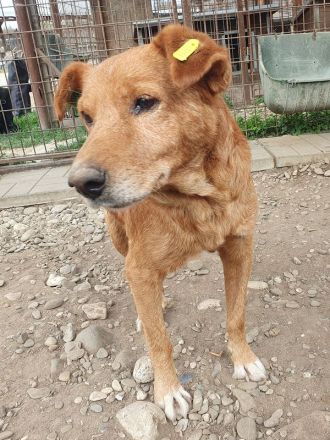 Oskar, lieber Rüde, der im Tierheim stark abbaut und ein neues sicheres Zuhause sucht, 5 J, 52 cm