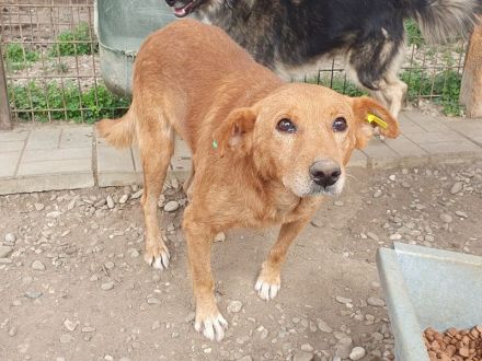 Oskar, lieber Rüde, der im Tierheim stark abbaut und ein neues sicheres Zuhause sucht, 5 J, 52 cm