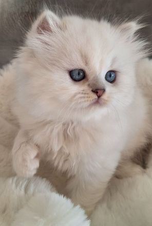 Britisch Langhaar Kitten mit Stammbaum