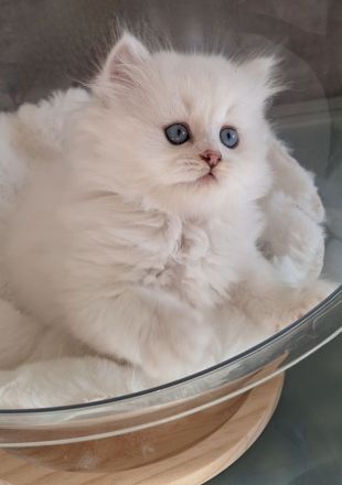 Britisch Langhaar Kitten mit Stammbaum