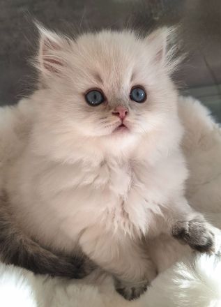 Britisch Langhaar Kitten mit Stammbaum