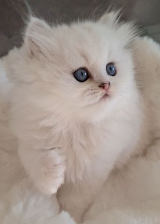 Britisch Langhaar Kitten mit Stammbaum