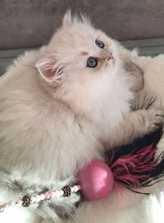 Britisch Langhaar Kitten mit Stammbaum